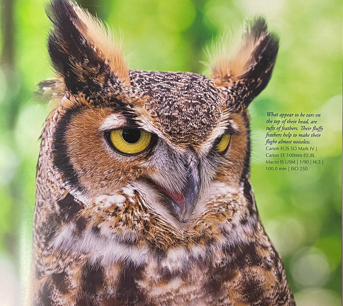 PRS Private Stock 8109 McCarty 594 Great Horned Owl